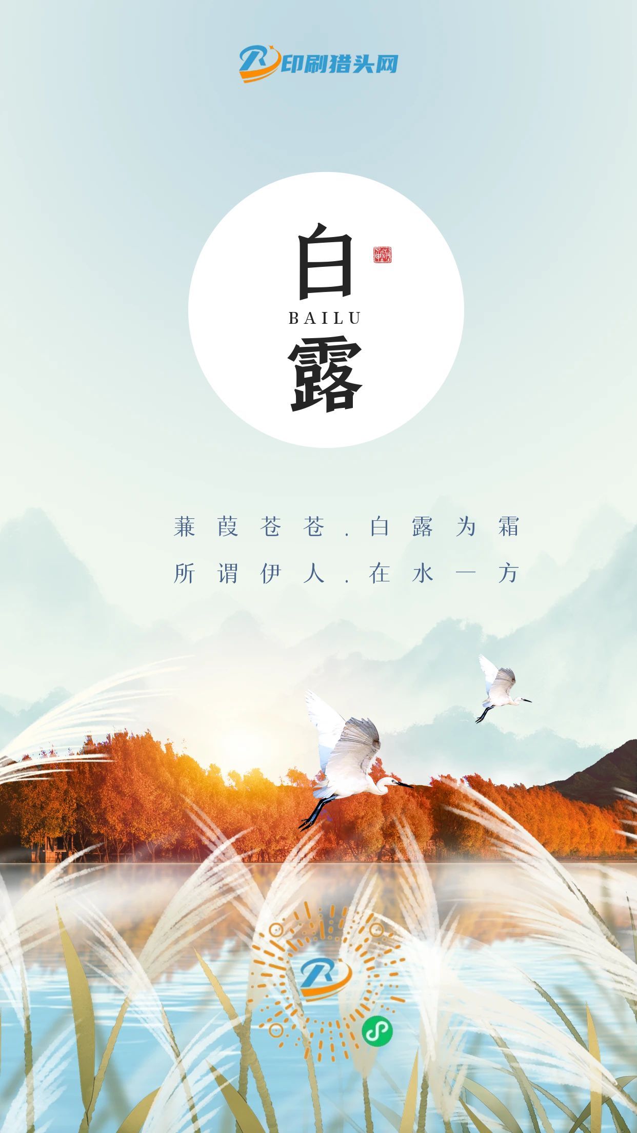 今日白露(图1)